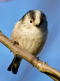 Attēlu rezultāti vaicājumam “Aegithalos caudatus”