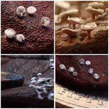 Attēlu rezultāti vaicājumam “Diderma hemisphaericum”