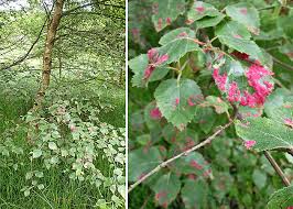 Attēlu rezultāti vaicājumam “Acalitus longisetosus”