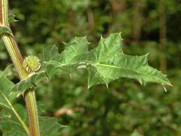 Attēlu rezultāti vaicājumam “Echinops sphaerocephalus leaf”