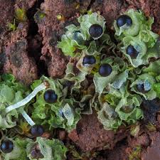 Attēlu rezultāti vaicājumam “Fossombronia wondraczekii”