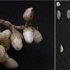 Attēlu rezultāti vaicājumam “Sedum album bud”
