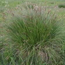 Attēlu rezultāti vaicājumam “Carex paniculata”