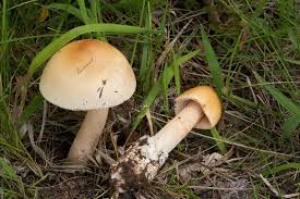 Attēlu rezultāti vaicājumam “Amanita crocea”