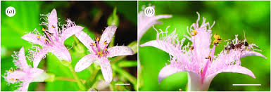 Attēlu rezultāti vaicājumam “Menyanthes trifoliata flower”