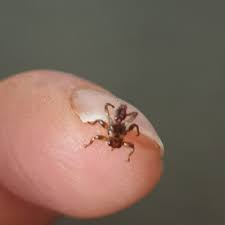 Attēlu rezultāti vaicājumam “Lipoptena cervi”