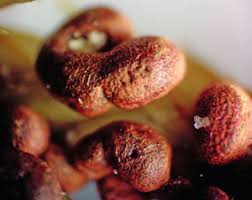 Attēlu rezultāti vaicājumam “Physarum rubiginosum macro”