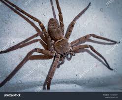 Attēlu rezultāti vaicājumam “Sparassidae”