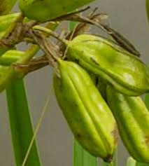 Attēlu rezultāti vaicājumam “Iris pseudacorus fruit”