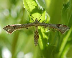 Attēlu rezultāti vaicājumam “Platyptilia gonodactyla imago”