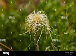 Attēlu rezultāti vaicājumam “Clematis fruit”