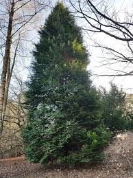 Attēlu rezultāti vaicājumam “Chamaecyparis lawsoniana”