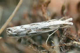 Attēlu rezultāti vaicājumam “Pediasia fascelinella”