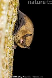 Attēlu rezultāti vaicājumam “Pipistrellus pygmaeus”