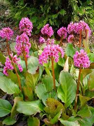 Attēlu rezultāti vaicājumam “Bergenia crassifolia”