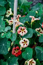 Image result for Tropaeolum minus