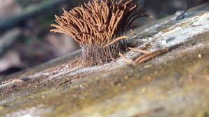 Attēlu rezultāti vaicājumam “Stemonitis axifera spores”