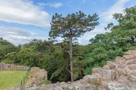 Image result for Dirleton Bowling Club