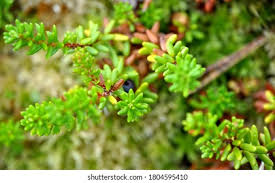 Attēlu rezultāti vaicājumam “Empetraceae”