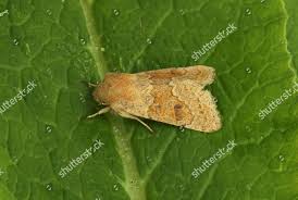 Attēlu rezultāti vaicājumam “Orthosia miniosa”