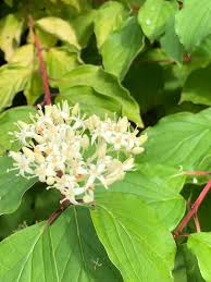Attēlu rezultāti vaicājumam “Cornus sanguinea”