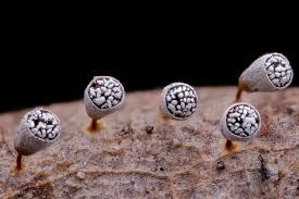 Attēlu rezultāti vaicājumam “Craterium sp.”