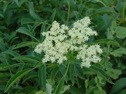 Attēlu rezultāti vaicājumam “Sambucus”