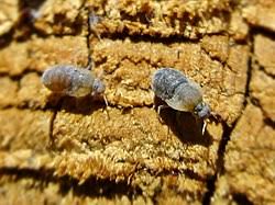 Attēlu rezultāti vaicājumam “Tetraneura ulmi”