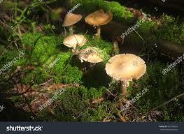 Attēlu rezultāti vaicājumam “Rozites caperata”