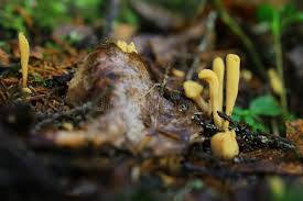 Attēlu rezultāti vaicājumam “Clavariadelphus ligula”