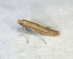 Attēlu rezultāti vaicājumam “Crambus pratella”