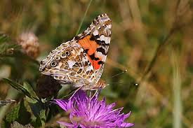 Attēlu rezultāti vaicājumam “Vanessa cardui underside”
