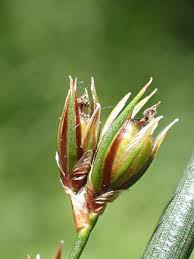 Attēlu rezultāti vaicājumam “Juncus inflexus bud”