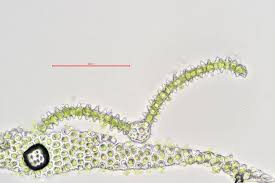 Attēlu rezultāti vaicājumam “Aulacomnium androgynum sporophyte”