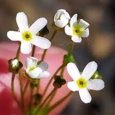 Attēlu rezultāti vaicājumam “Androsace septentrionalis”