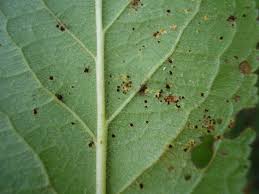 Attēlu rezultāti vaicājumam “Tranzschelia pruni-spinosae”