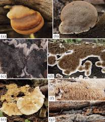 Attēlu rezultāti vaicājumam “Sarcoporia polyspora”