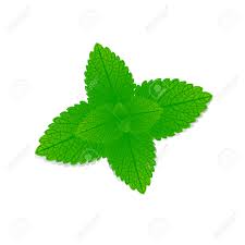 Attēlu rezultāti vaicājumam “Melissa officinalis leaf”