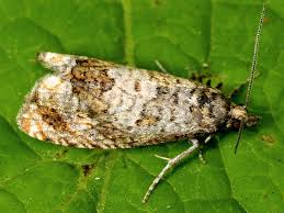 Attēlu rezultāti vaicājumam “Epiblema grandaevana”