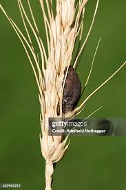 Attēlu rezultāti vaicājumam “Claviceps purpurea”