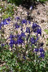 Attēlu rezultāti vaicājumam “Aquilegia vulgaris”