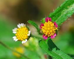 Attēlu rezultāti vaicājumam “Galinsoga quadriradiata flower”