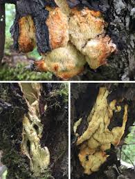 Attēlu rezultāti vaicājumam “Sarcodontia crocea”