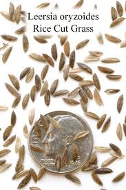 Attēlu rezultāti vaicājumam “Leersia oryzoides”