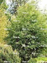 Attēlu rezultāti vaicājumam “Crataegus chlorosarca”