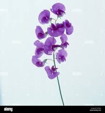 Image result for Wicke