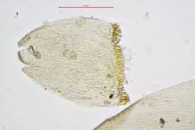 Attēlu rezultāti vaicājumam “Calliergonella lindbergii”