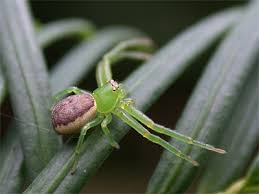 Attēlu rezultāti vaicājumam “Diaea dorsata”