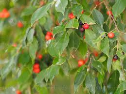 Attēlu rezultāti vaicājumam “Malus baccata fruit”