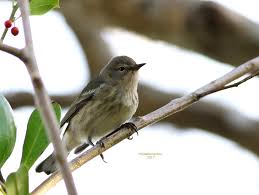 Image result for Dendroica tigrina